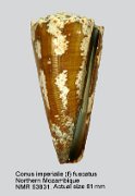 Conus imperialis (f) fuscatus